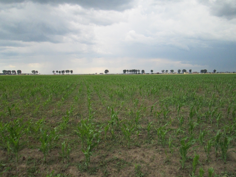 Teren agricol 5, 000 mp in Clinceni, Ilfov